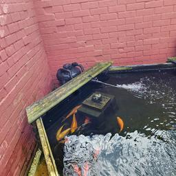 full fish pond setup includes raised pond pumps, filters, air rator, and fish £500ovno