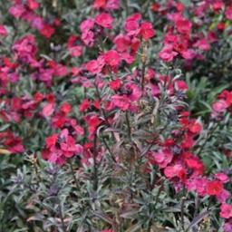 erysimum red jep. perennial wallflower plug flower plant in a pot.
1.50 pounds for each plant.

collect from b30 2xu.

thank you