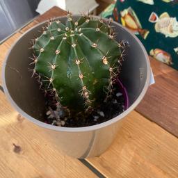 Large cactus plant
I have 4 or 5 of theses
£10 each
