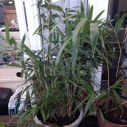 huge bamboo. 
great for screening off areas. 
best to leave in a pot as can spread quite quickly. 

smaller bamboo available. message me. 
can deliver to Wirral if needed for £2