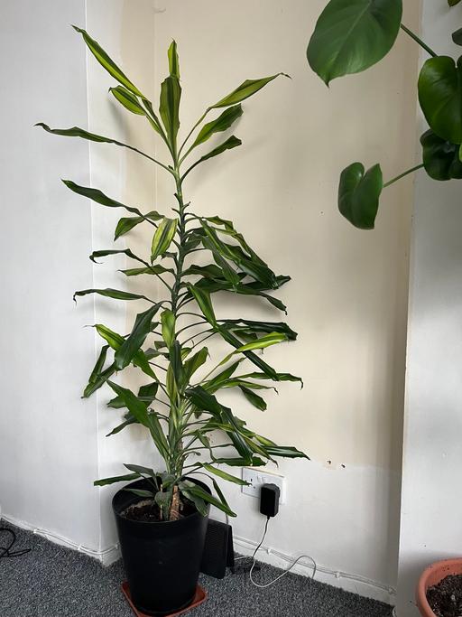 Buy & Sell South West London Streatham Common - South West London - Photos for Beautiful and healthy indoor plant collection