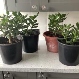 Healthy indoor plants. Easy to care for.
£6 each or 2 for £10