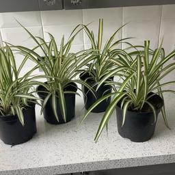 Healthy indoor plants. Easy to care for.
£3 each or 2 for £5