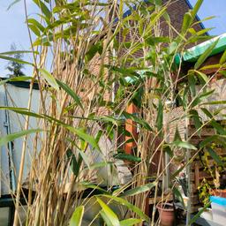 over 3m toll bamboo plant in pot
2 available
price is for one plant