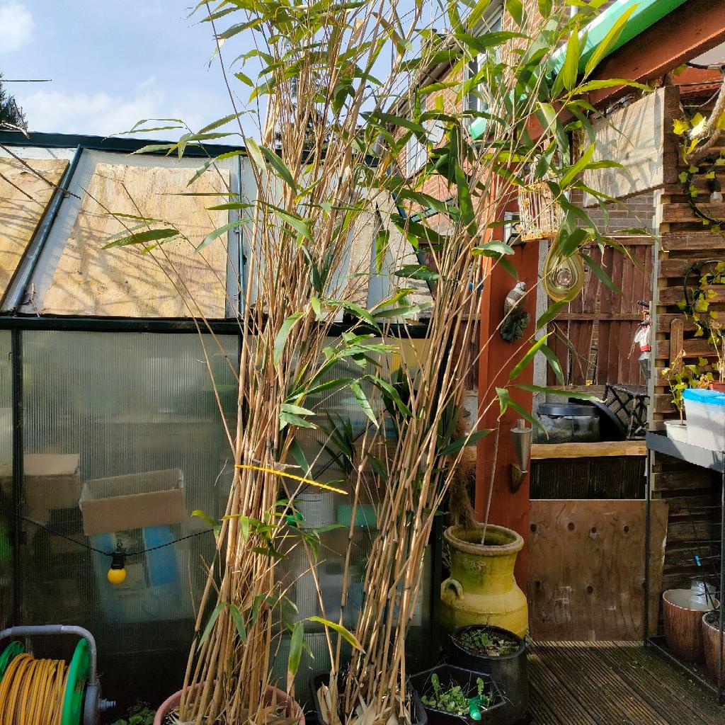 over 3m toll bamboo plant in pot
2 available
price is for one plant