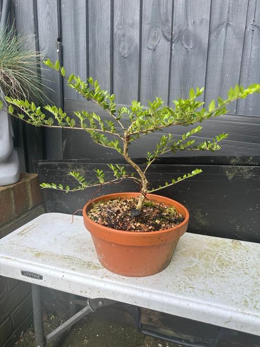 Buy & Sell Bedfordshire Bedford - Photos for Bonsai lonicera