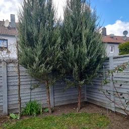 Juniperus Scopolorum - Blue Arrow.
Leider muss eine weichen, aufgrund der Größe. Mittlerweile 4 Meter hoch.
Keine Anwuchsgarantie. Keine Rücknahme