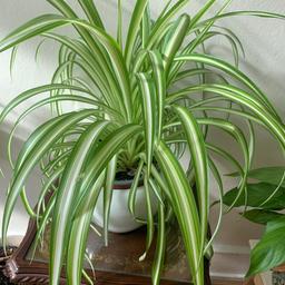 Spider plant as in pics growing healthy happy good for purification of air keep moist loves sunlight tender loving care buyer collects