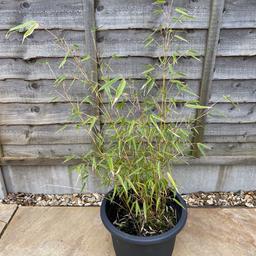 Bamboo in approximately 25cm pot
