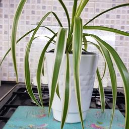 large spider plant in ceramic  pot. 7in high pot