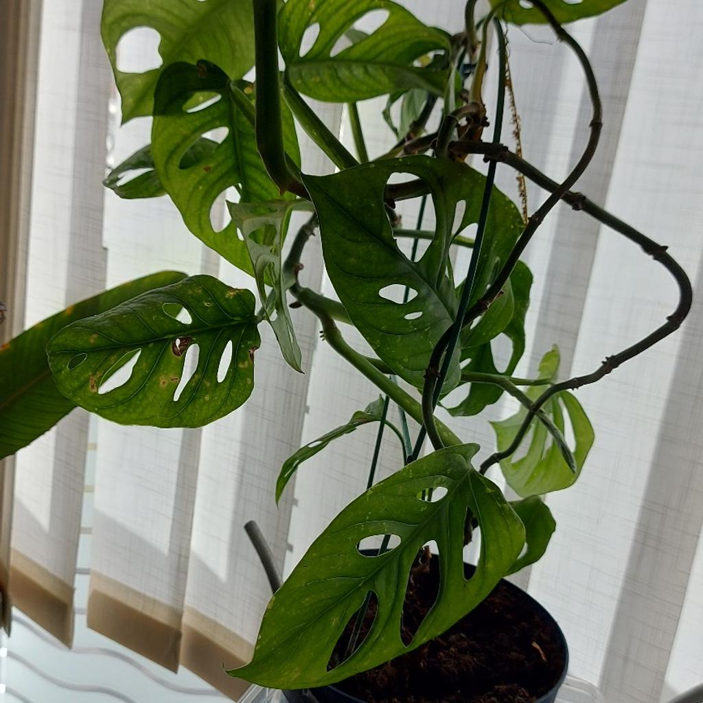 Zimmerpflanze - fensterblatt monstera 1m.lang