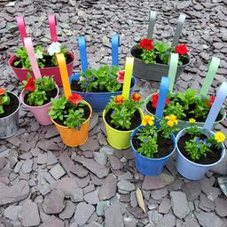 Trays of 10 plants £4.50 per tray 
Petunia
Tagets 
Impatiens 
Begonia 
Fern trees 28 inches high £9
Strawberry plants £1
Bank Holiday weekend offer starts good Friday till bank Holiday Monday 3 trays for £12 
Hanging baskets £15 each
Fence planters large £10 each medium £6 each 
May deliver