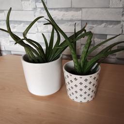 Aloe Vera plants for sale
£5 for the small pot
£7.50 for the bigger pot

collection Audley area Blackburn