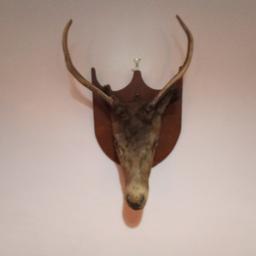 The deer head has the tip of the antlers chipped but otherwise it is in good condition.this is an antique item.collection only.