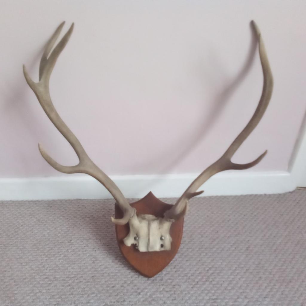 deer antlers from a red dear approx 60 cm.collection only