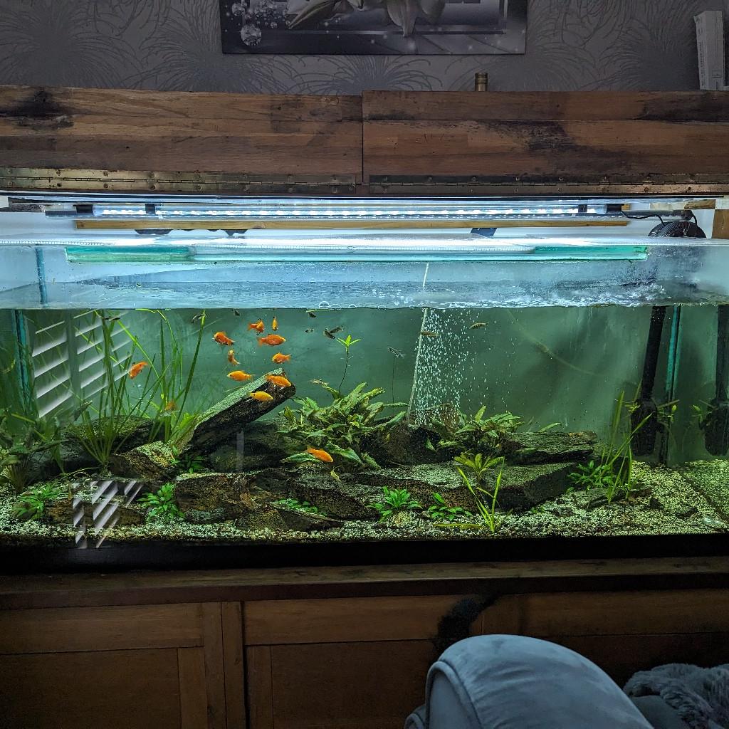 Large fish tank for sale, we are not looking to sell anything individually.
Tank is currently a cold water tank, see attached picture in regards to the filter for the tank.

Size of tank is - 150x60x50cm

No time wasters please.

Unit which is supporting the tank is not part of the sale.