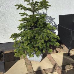 A Christmas tree in a large square planter. Ideal to plant out for Christmas. Can also be left in the pot. Looks lovely with solar lights added