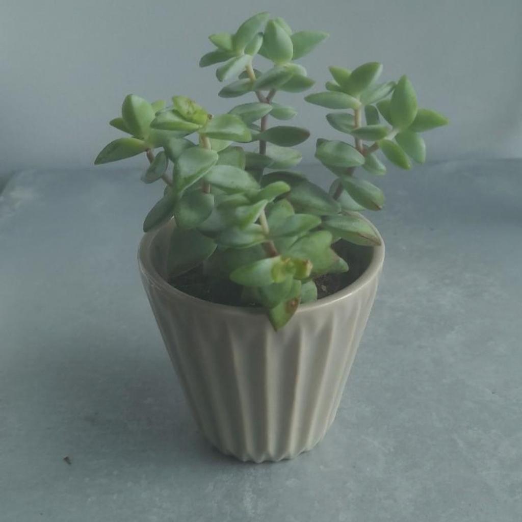 3 plants with pots
2 small and 1 medium
Succulents
Collection only from N19 3QU