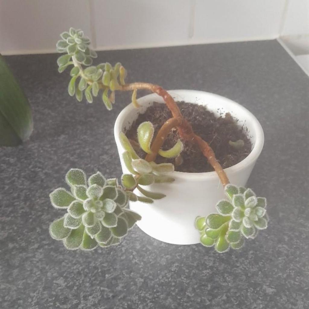 3 plants with pots
2 small and 1 medium
Succulents
Collection only from N19 3QU