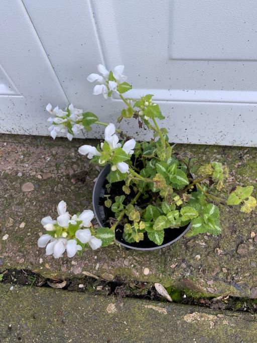 Buy & Sell Stirchley Birmingham - Photos for Perennial Purple Lamium maculatum