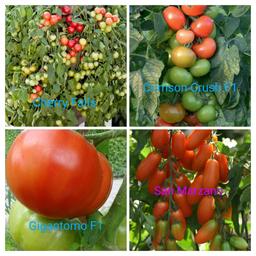 tomato plants in eco bags
different types 
collection in Northampton