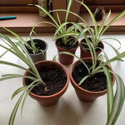 Baby spider plants
Rooted and ready to go

6 available
More on the way

From a big, healthy parent plant!

£2 each