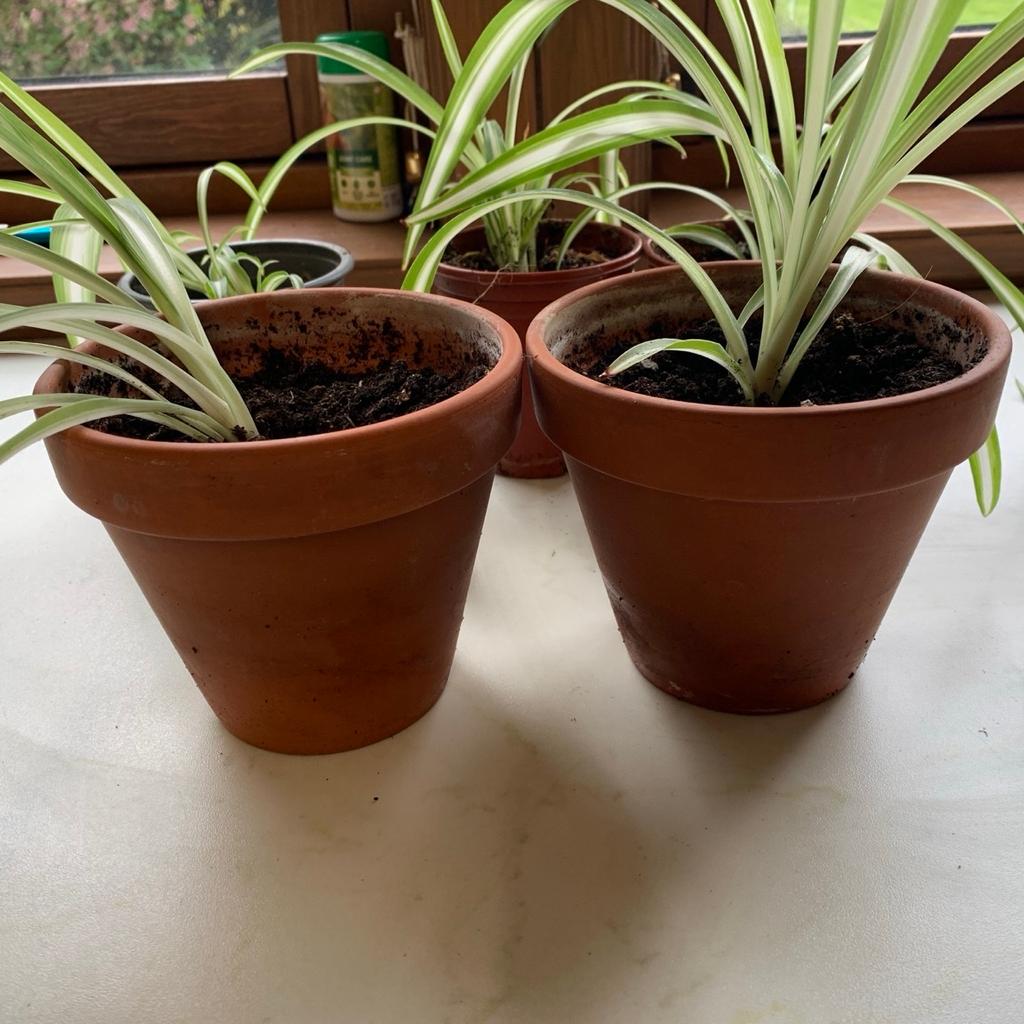 Baby spider plants
Rooted and ready to go

6 available
More on the way

From a big, healthy parent plant!

£2 each