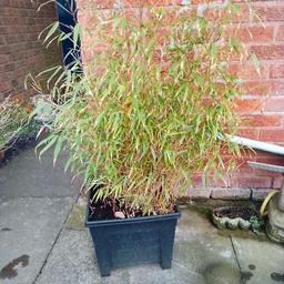 nice potted bamboo plant got for coverage cash on collection