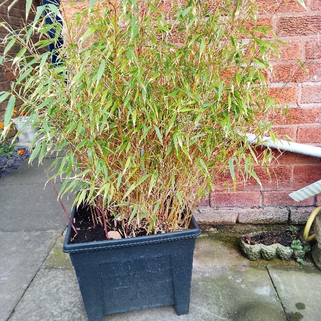 nice potted bamboo plant got for coverage cash on collection