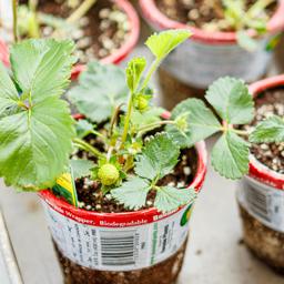 Organic Huge Strawberry 🍓 Plants