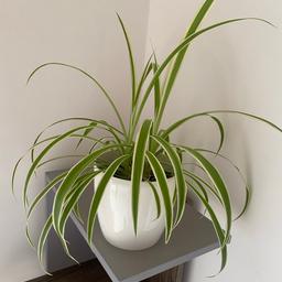Lovely spider house plant in new pot as pictured, recently re-potted. There’s plenty of room to top the bottom with compost when it’s ready to re-pot again. 
Happy to hold for 3 days once offer’s accepted. Cash on collection from Withymoor, no posting or offers please!