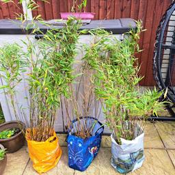 3 Bamboo pots. 4 & 5 ft tall. Well established and will grow.taller if planted in garden. 1 is a little bear but new shoots coming already.