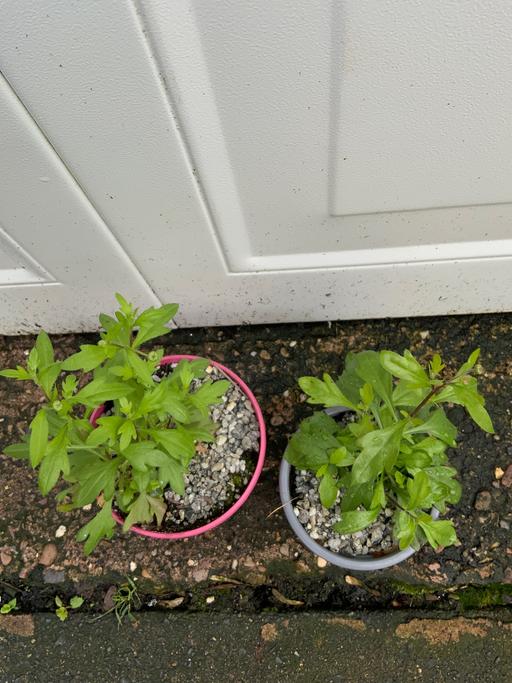 Buy & Sell Kings Heath Birmingham - Photos for Alpine Erigeron