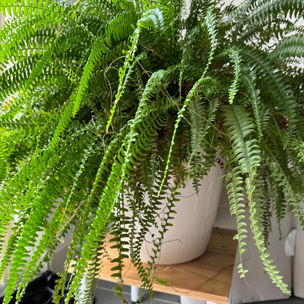 Fern , house plant in Lechuza pot