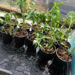 Money makers tomatoes plants for sale over 30 in total healthy plants 1.00 each