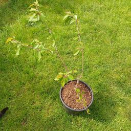 COME AND HAVE A LOOK
 NEEDS 70ft GARDEN or MORE
5 year old Cherry Trees
ready to go in garden
Very good condition
Grow tall once out of pot
Water when the sun goes down
Looking for very quick sale
HORNCHURCH RM12