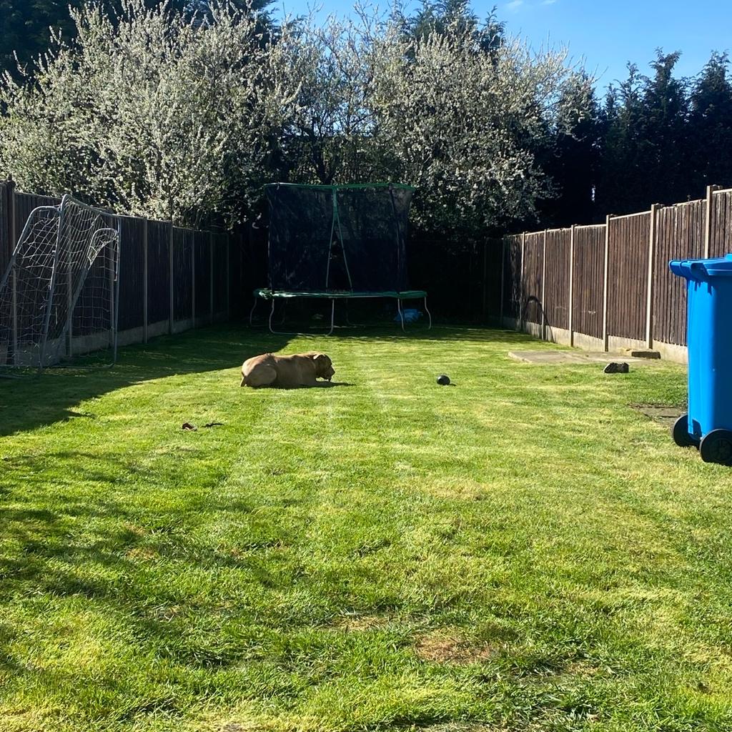 Gardening services, lawn mowing, hedge trimming and edges strimmed general tidy ready for summer prices start from £20 + depending on garden and services you require