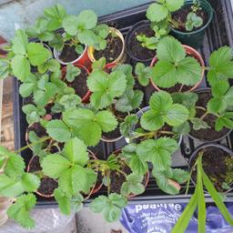 these are tasty strawberrys .will need repotting 25.00 for 30 plants