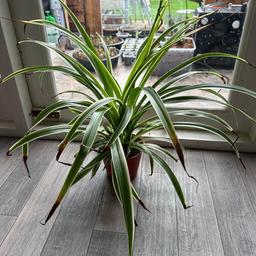 Spider plants big £5 each  7 of them the lot for £25
