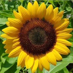 Sunflower - Giant Single Yellow - Helianthus annuus

This Giant Yellow Single which produces a large flower that is filled with Sunflower Seed. It grows to 200 to 300 cm high. It makes an attractive focal point and lovely seeds to eat or leave for the birds.