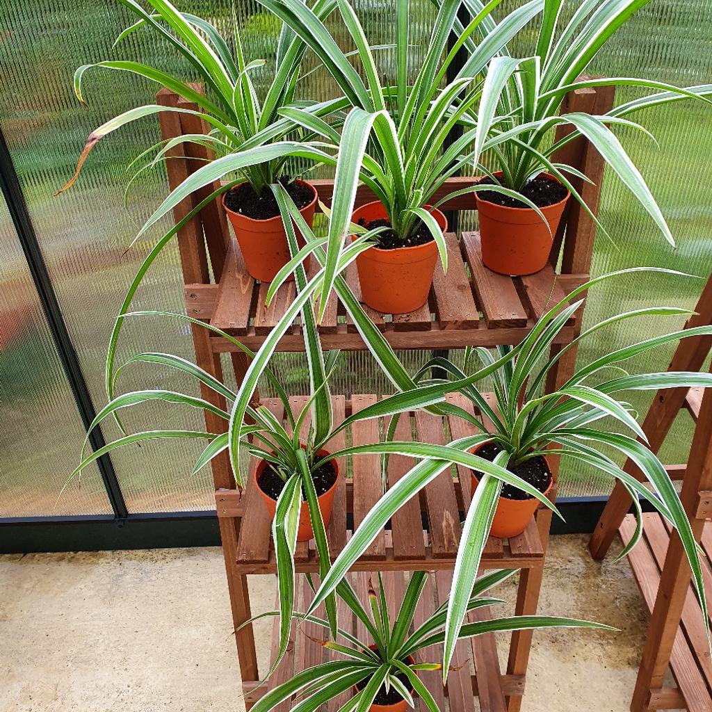 Spider plants, very easy to care for so makes a great first houseplant. In 10cm pots. £2 each.