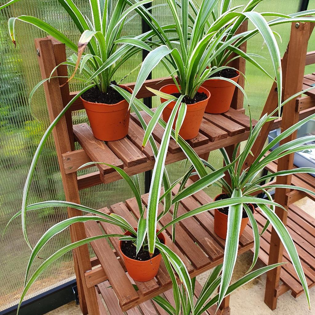 Spider plants, very easy to care for so makes a great first houseplant. In 10cm pots. £2 each.