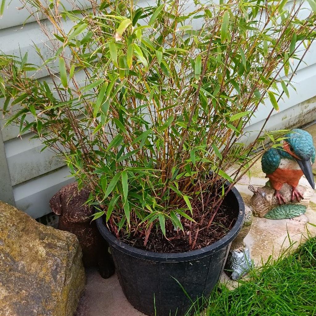 Bamboo ready to go. Each plant will grow 7/8ft tall. Excellent for coverage or gaps.
Growth stunned due to being in.pots.!
I will deliver local..St17..area.