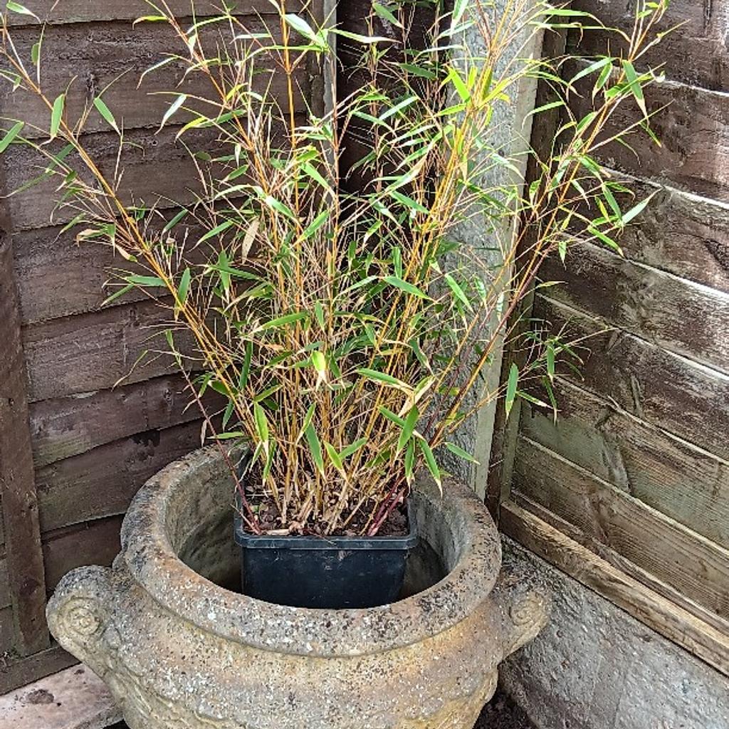 Bamboo ready to go. Each plant will grow 7/8ft tall. Excellent for coverage or gaps.
Growth stunned due to being in.pots.!
I will deliver local..St17..area.