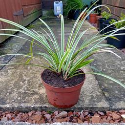 ornamental grass green with yellow stripes Grows and spreads wellLooks good among other colourful plants .I have only listed one but I have nine altogether .Obviously they all look similar so if you're interested just ask.Thank you