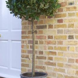 7ft Bay Tree RRP £249.99
can deliver at small cost
in standard pots