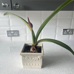 Indoor plant just coming into flower, colour of 2nd pic.