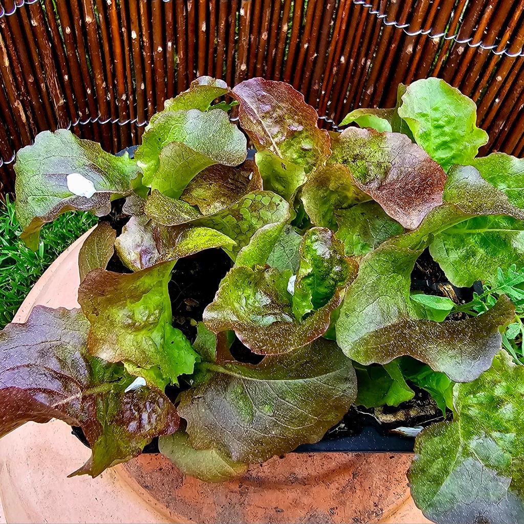 Salat Pflanzen im 6er Tray Schale

Die sehr Gesunden Kopfsalat Pflanzen sind bei uns mit viel Liebe aufgezogen, ohne Chemie nur rein Biologisch ...

Rot oder Grün je €3,50

Abholung in Regau
