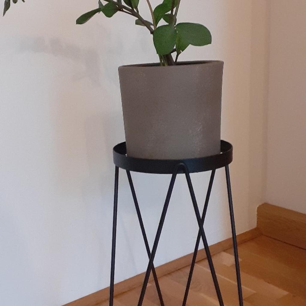 Set bestehend aus
Pflanze
Übertopf
Ständer
VP 15€