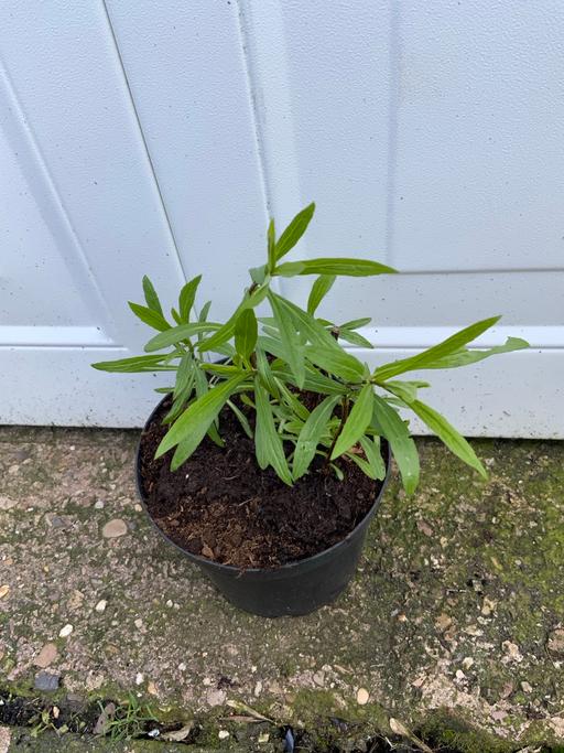 Buy & Sell West Midlands Birmingham - Photos for Solidago
